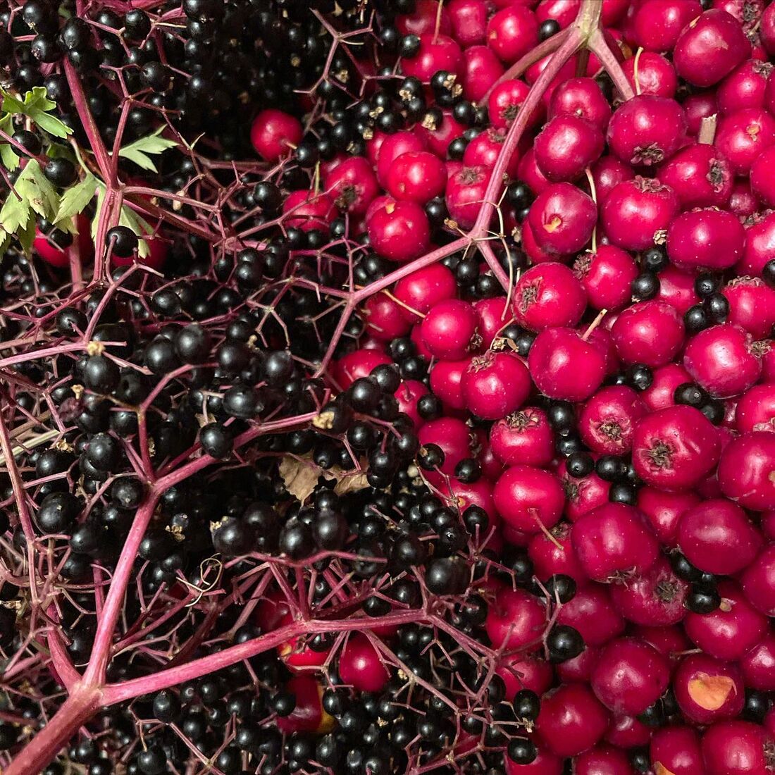 Wild elderberry and hawthorn
