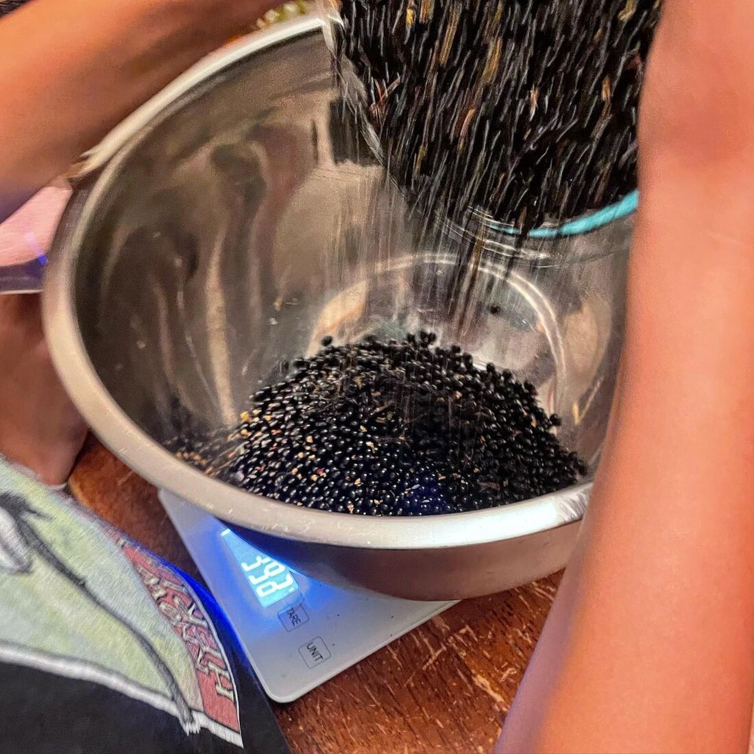 Measuring the elderberry harvest